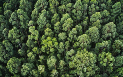 Declaración de envases y auditoría Ecoembes: una obligación clave para las empresas